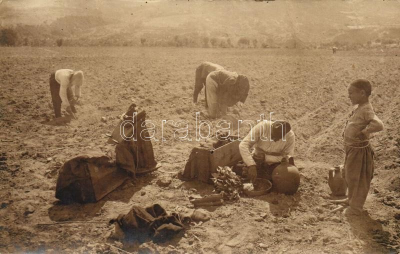 * T3 Tobacco Plantation In Macedonia, Folklore, Photo (fa) - Ohne Zuordnung