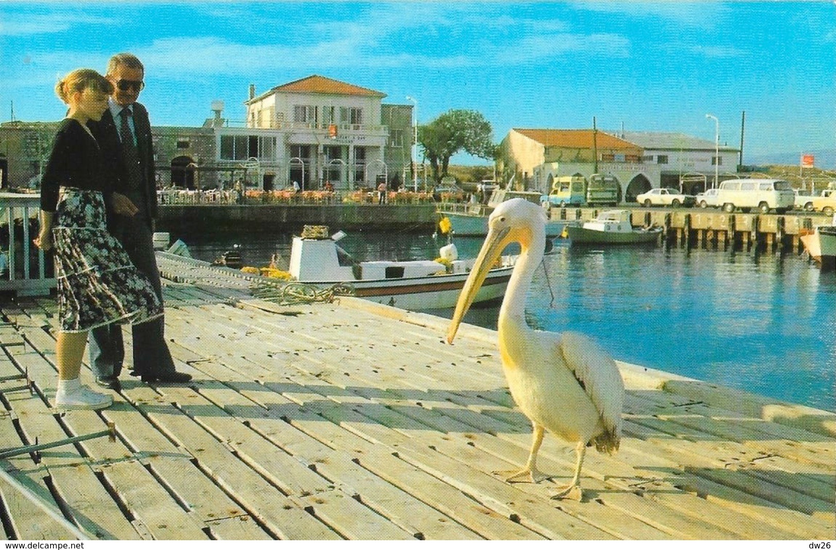 Chypre - Paphos Harbour, Cyprus - Pélican - Carte Non Circulée - Cyprus