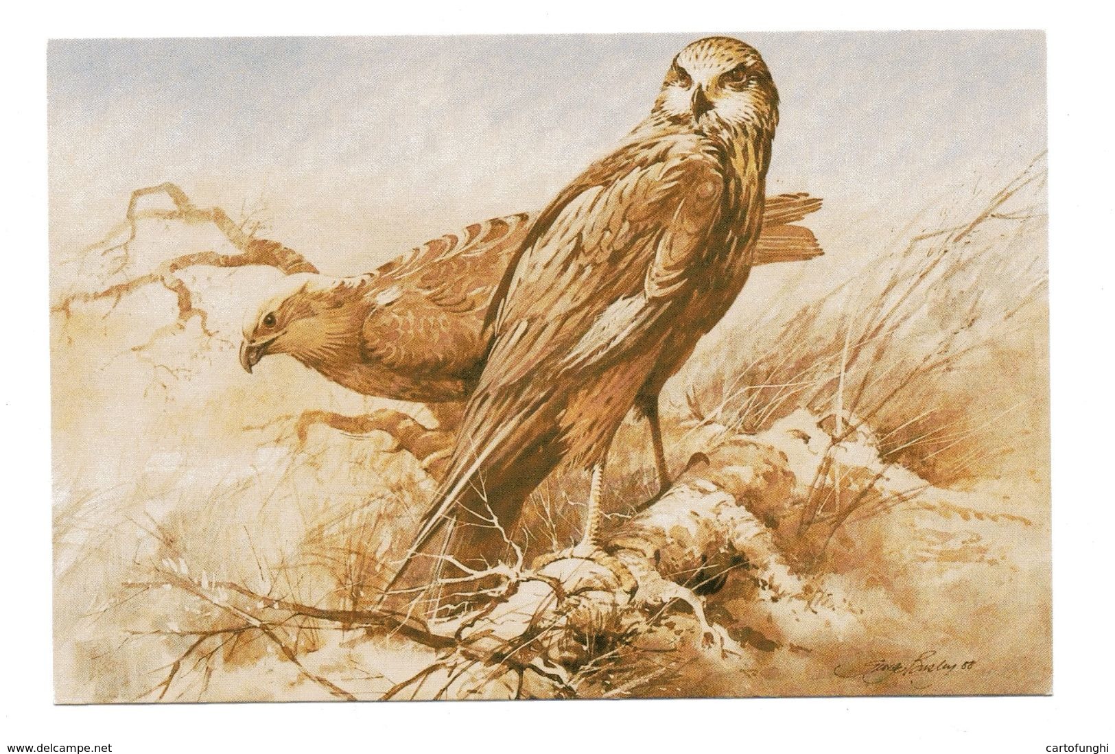 FALCO DI PALUDE MARSH HARRIER ROYAL SOCIETY FOR THE PROTECTION OF BIRDS BUSBY GEORGE - Uccelli