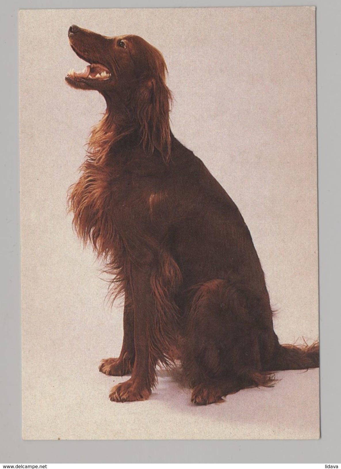 ANIMALS Pocket Calendar Irish Setter 1994 RUSSIA Dogs Dog PLANETA № 134 - Petit Format : 1991-00