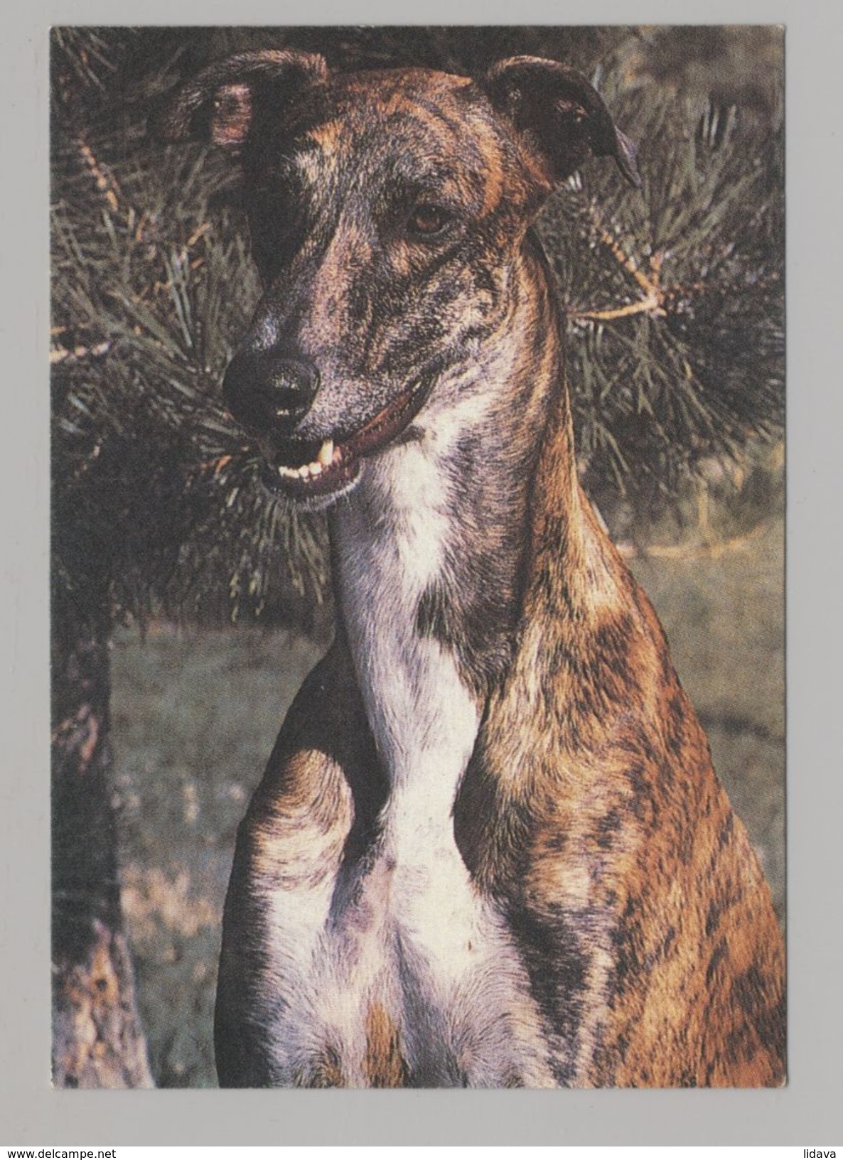 ANIMALS Pocket Calendar Greyhound 1994 RUSSIA Dogs Dog PLANETA № 202 - Formato Piccolo : 1991-00