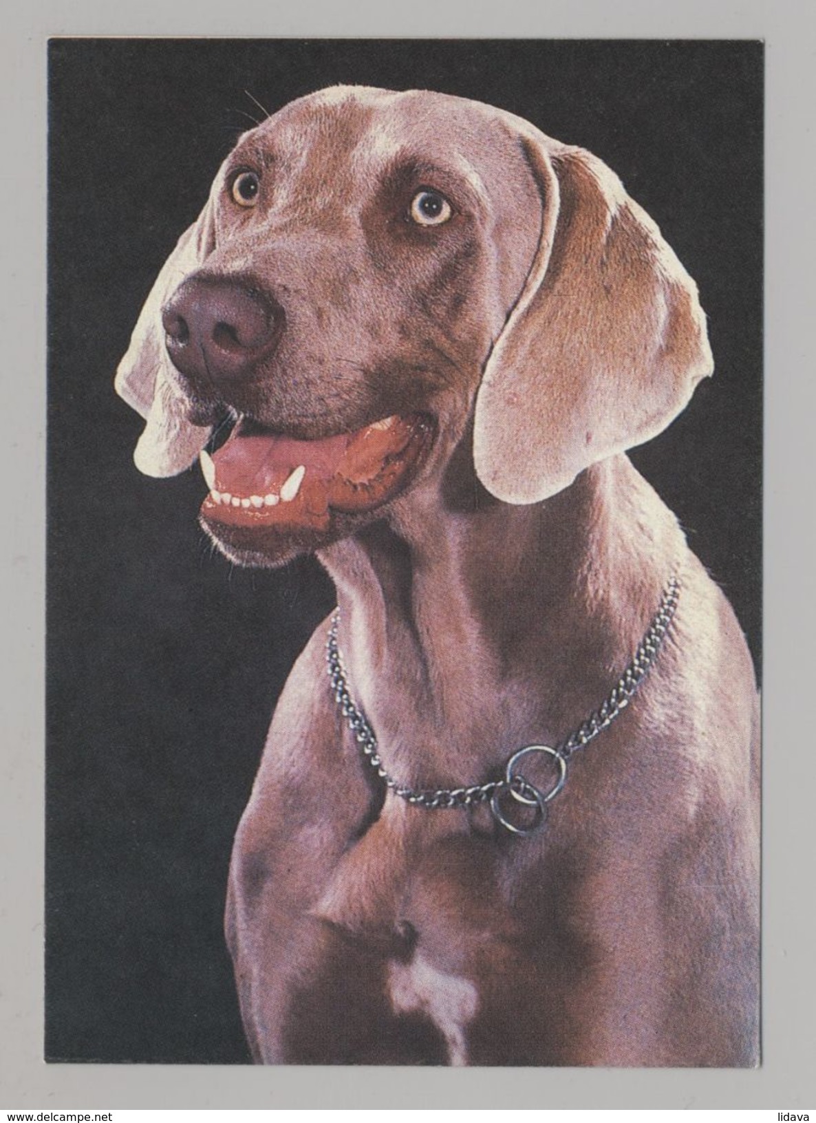 ANIMALS Pocket Calendar Weimaraner 1994 RUSSIA Dogs Dog PLANETA № 230 - Tamaño Pequeño : 1991-00