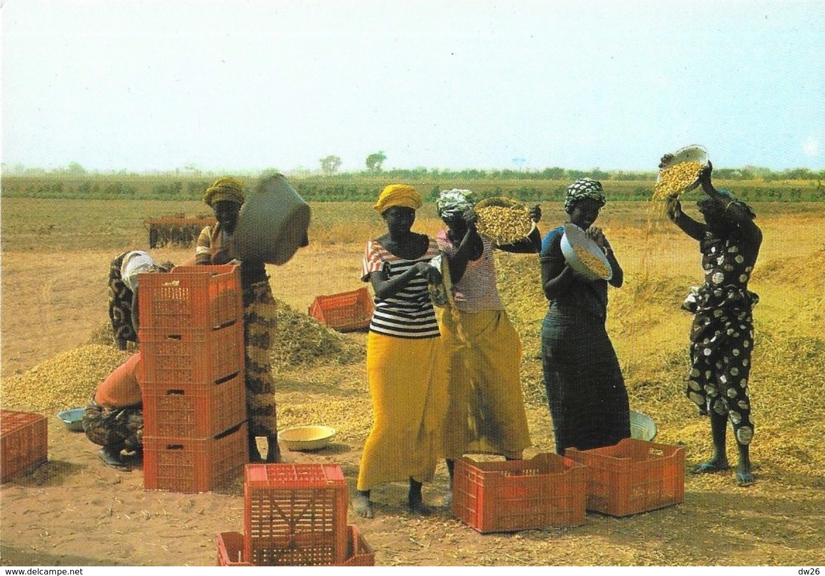 Sénégal - Vannage De L'arachide - Edition Wakhatilene, Saint-Louis - Carte N° 39 Non Circulée - Sénégal