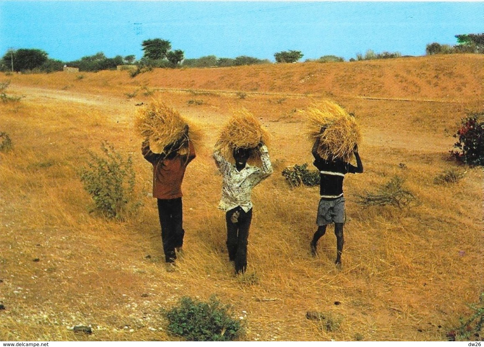 Sénégal -Scène De Vie Dans Les Champs - Edition Wakhatilene, Saint-Louis - Carte N° 50 Non Circulée - Senegal