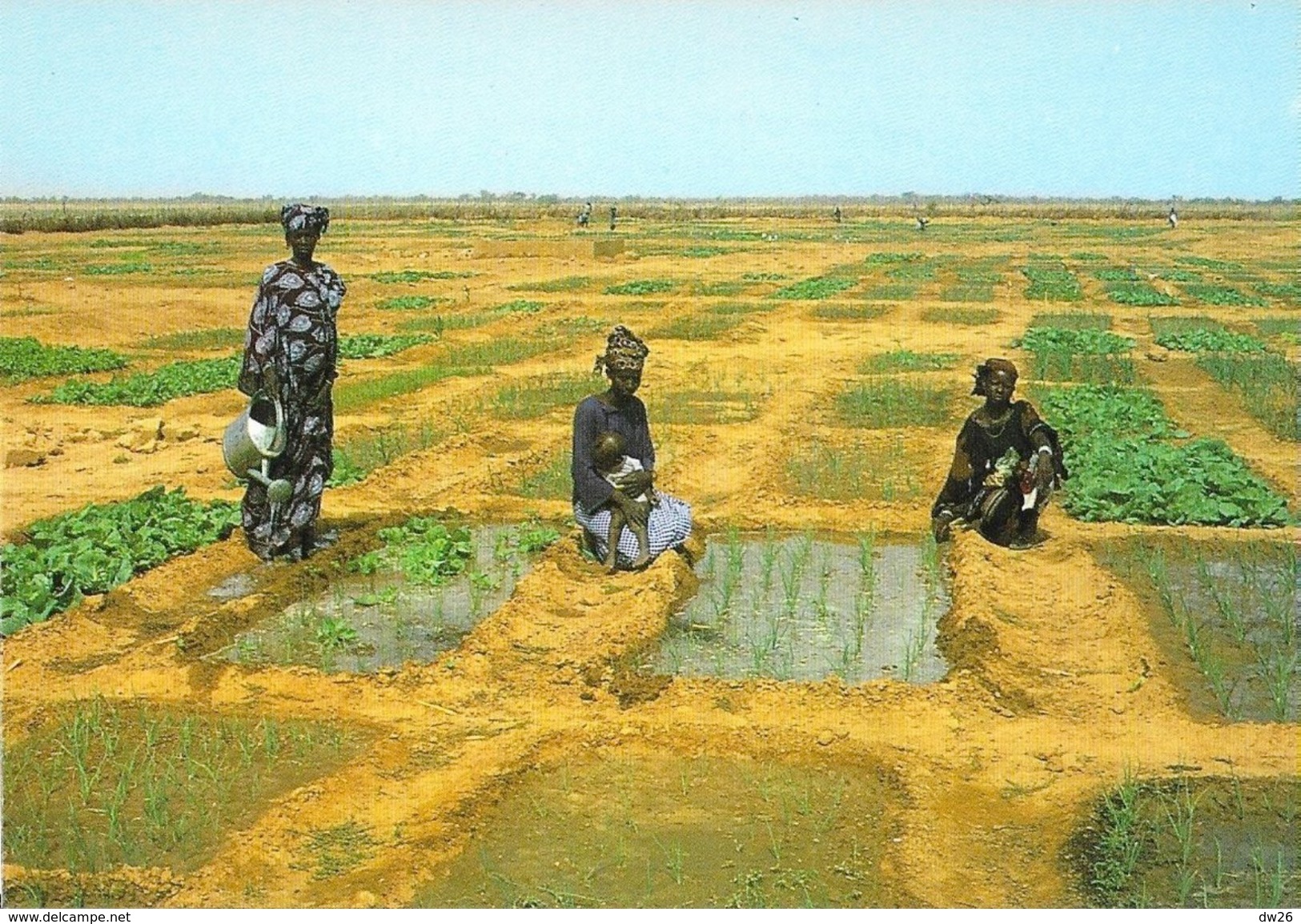 Sénégal - Jeunes Femmes Aux Champs - Edition Wakhatilene, Saint-Louis - Carte N° 58 Non Circulée - Senegal