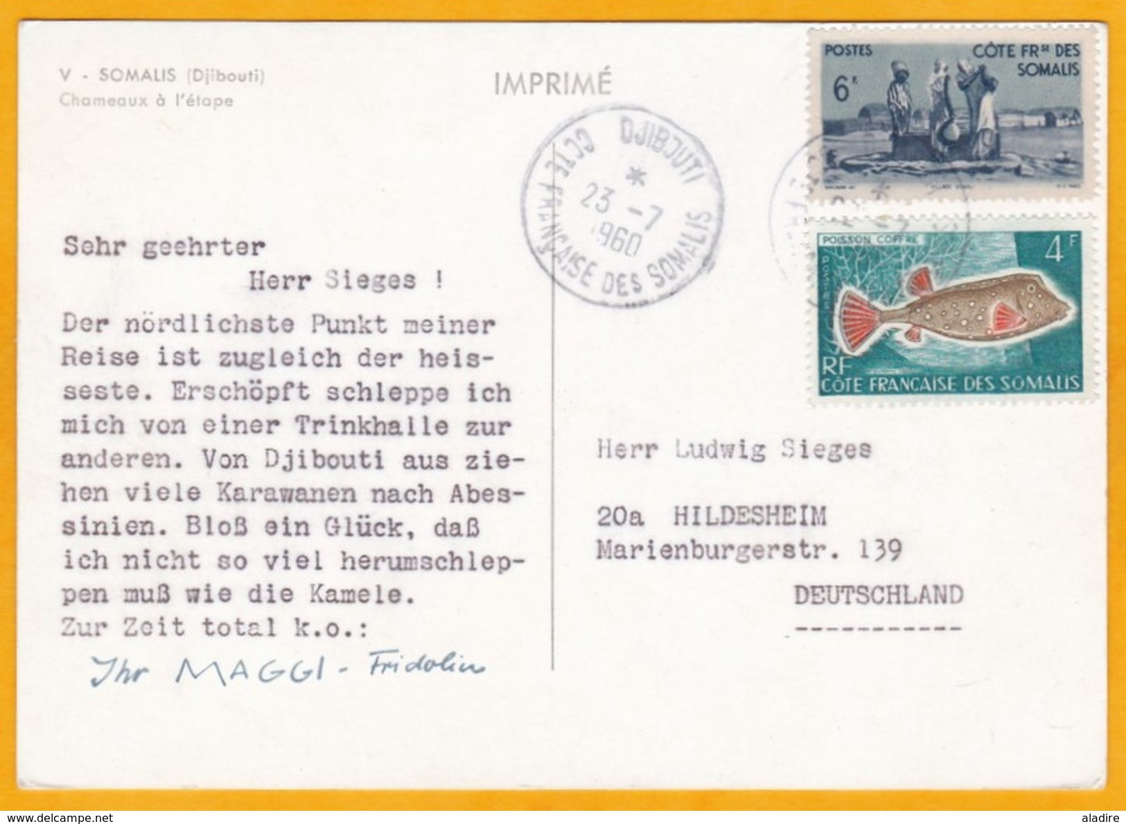 1960 - CP De Djibouti, C. Fr. Des Somalis Vers Hildesheim, Allemagne - Affrt 10 F -  Vue  Chameaux à L'étape - Lettres & Documents