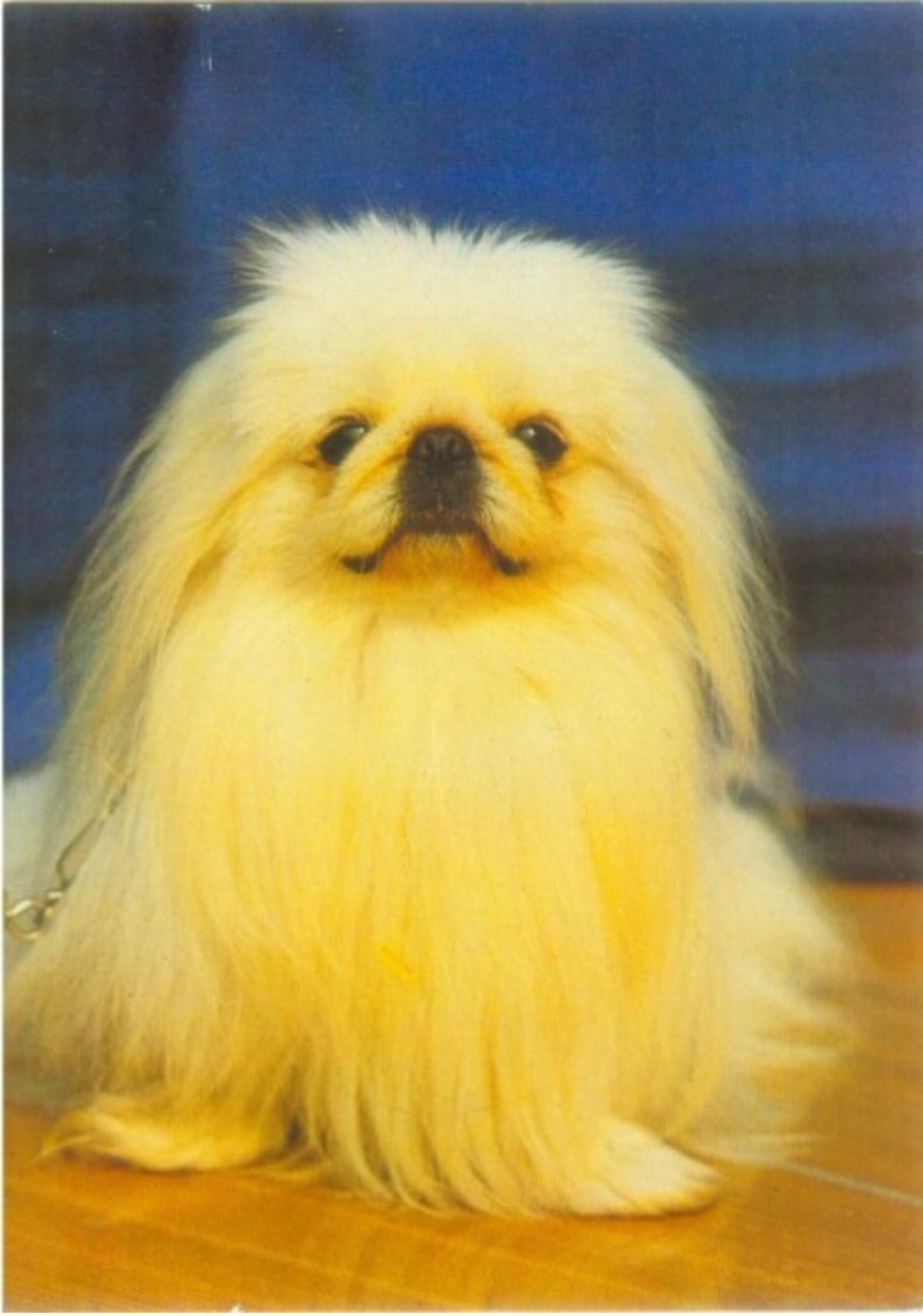 Peking-Palast-Hund / Pekinese - Hunde