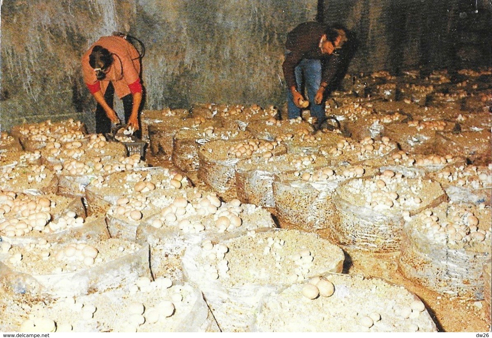 Champignonnières: Montsoreau: Cultures De Champignons - Culture