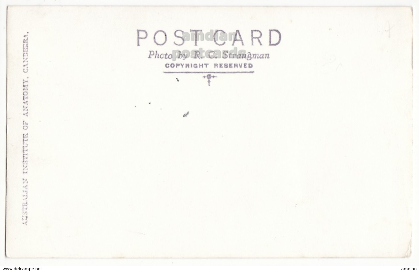 AUSTRALIA - Canberra, Australian Institute Of Anatomy - C1940s Vintage Strangman RPPC Real Photo Postcard - Canberra (ACT)