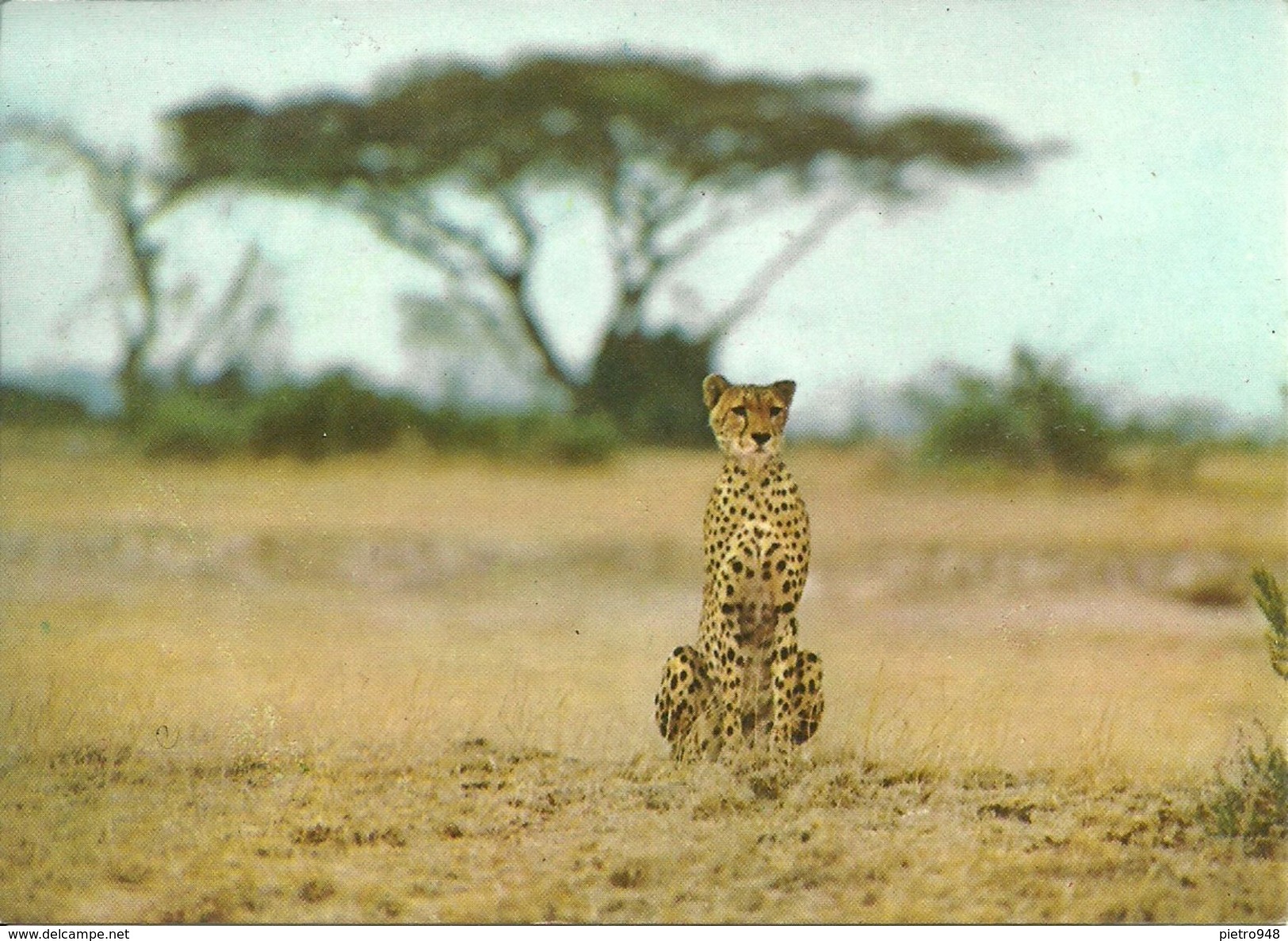 Amboseli National Park (Kenia) Cheetah, Ghepardo, Guépard - Kenia