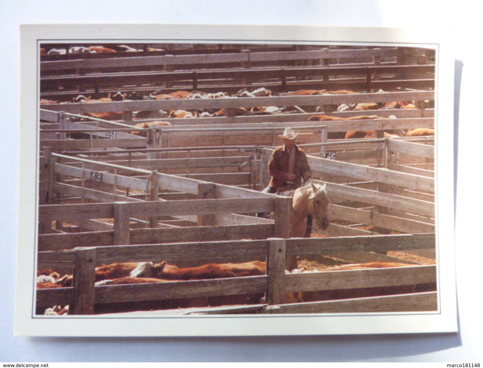 Amarillo - Cattle In The Corral - Amarillo