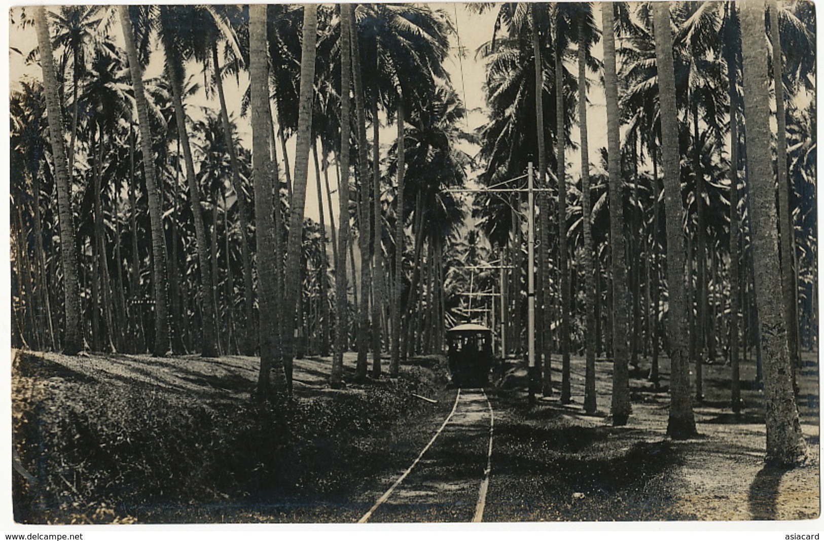 Real Photo  Train Tram In The Forest . Mint - Malaysia