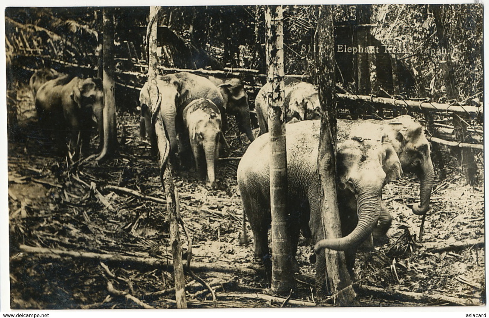 Real Photo Savage Elephants In The Forest - Malaysia