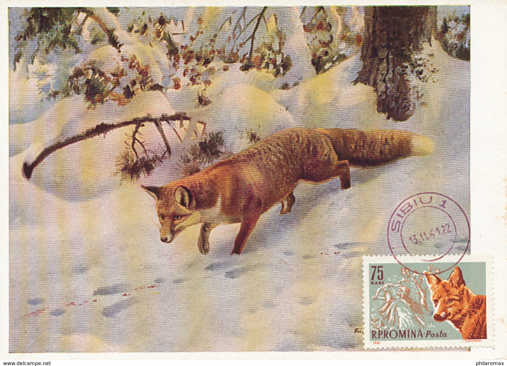 D32108 CARTE MAXIMUM CARD 1961 ROMANIA - FOX FUCHS RENARD CP ORIGINAL - Gibier