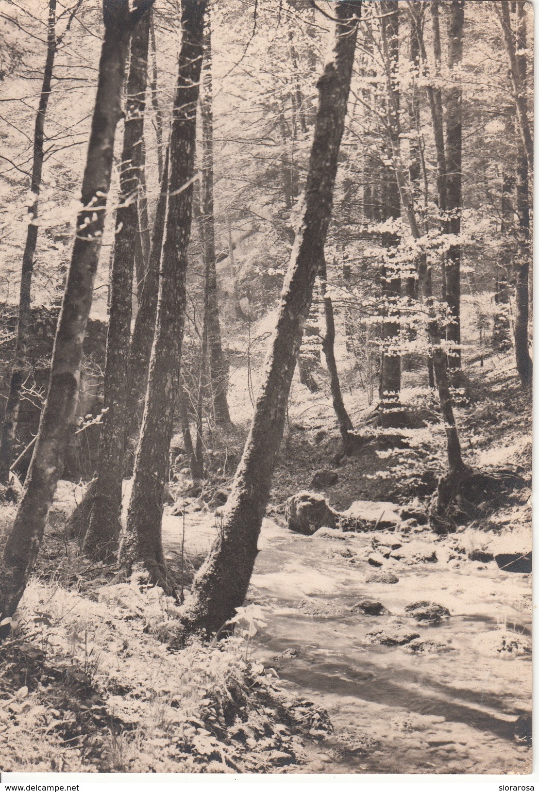 Waldlicht Sous-Bois Ensoleille - Sotrtobosco Solleggiato - Alberi