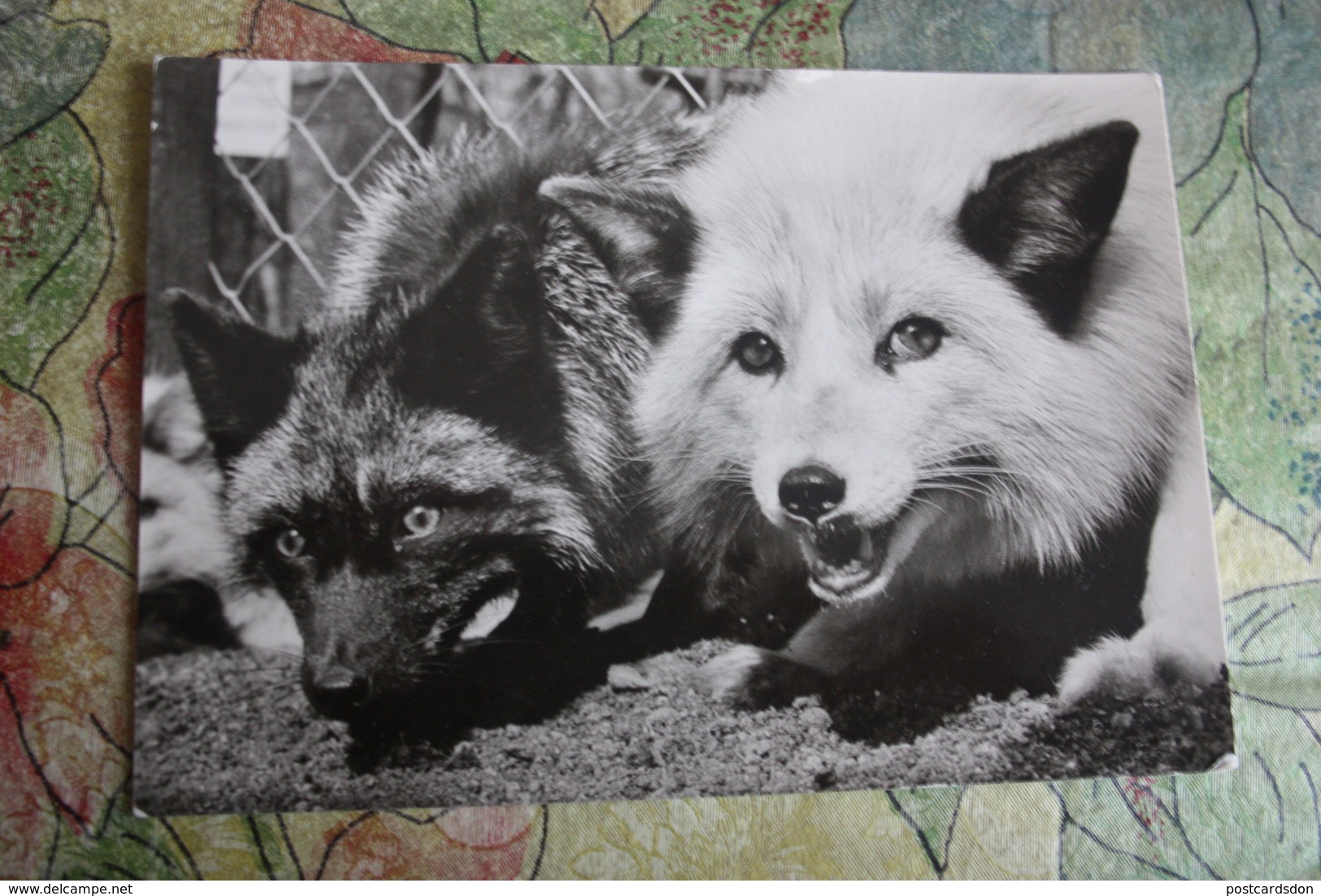 Prague - Praha Zoo. Little Fox With A Black Fox. 1980s - Autres & Non Classés