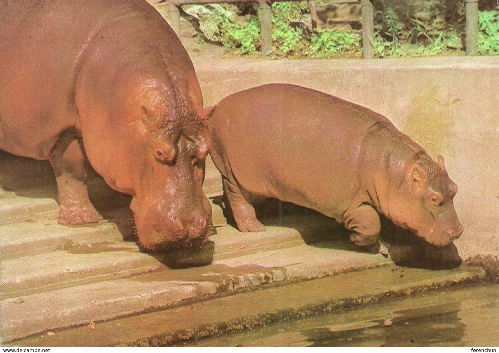 HIPPOPOTAMUS * BABY HIPPO * ANIMAL * ZOO & BOTANICAL GARDEN * BUDAPEST * KAK 0028 722 * Hungary - Hippopotamuses