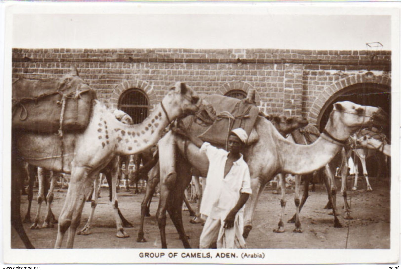 ADEN (Arabia) Grou^of Camels (101658) - Yémen