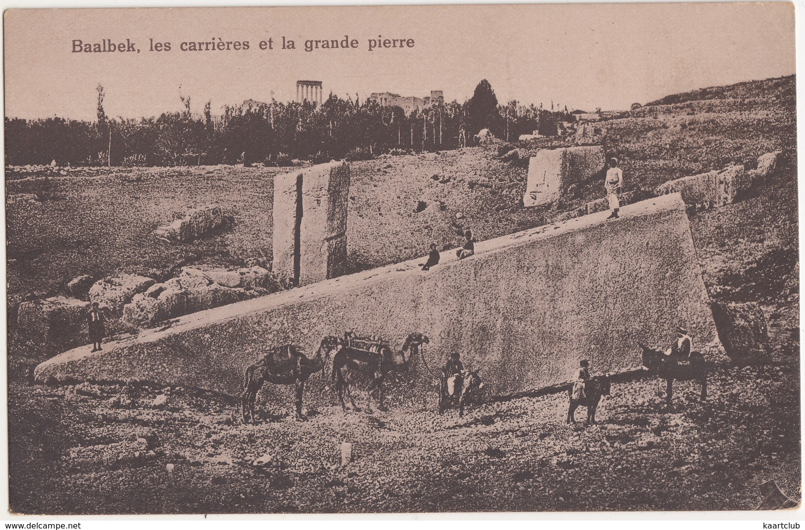 Baalbek, Les Carrières Et La Grande Pierre - CAMELS & MULES - (Balabakk, Lebanon) - Libanon