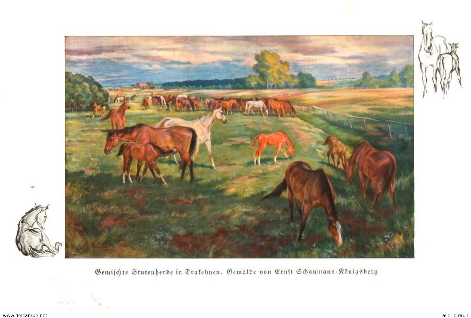 Gemischte Stutenherde In Trakehnen (Gemälde Von Ernst Schaumann-Königsberg)  /  Druck, Entnommen Aus Zeitschrift /1936 - Paketten