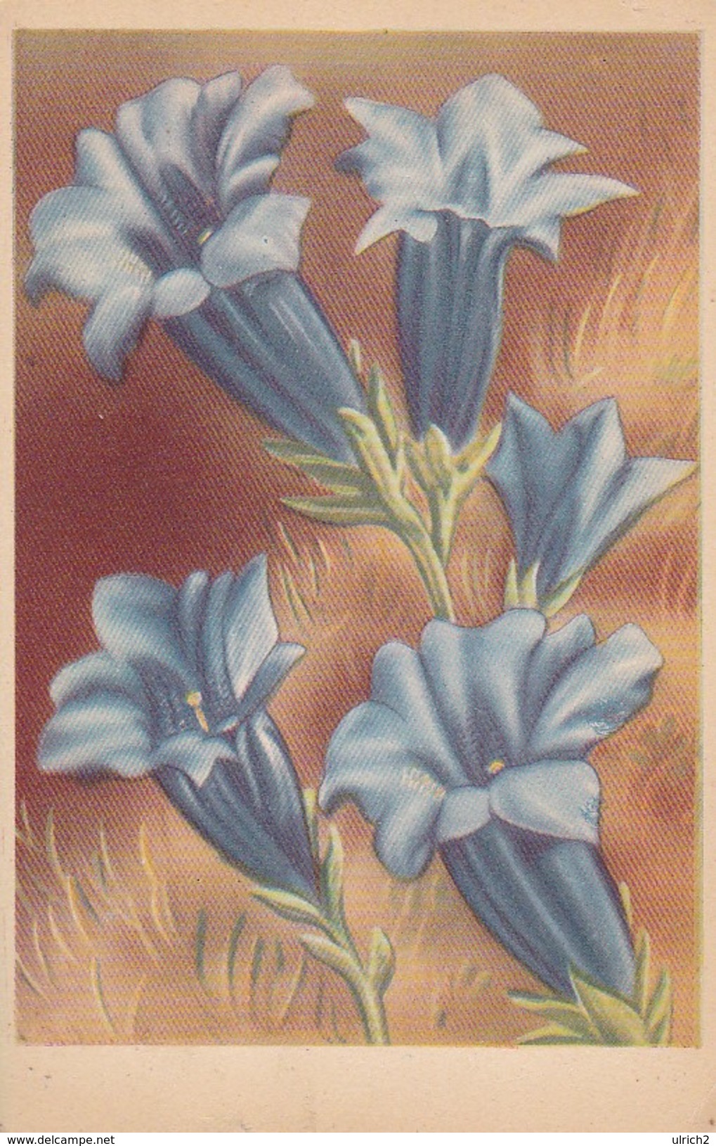 AK Enzian - Künstlerkarte (32507) - Blumen