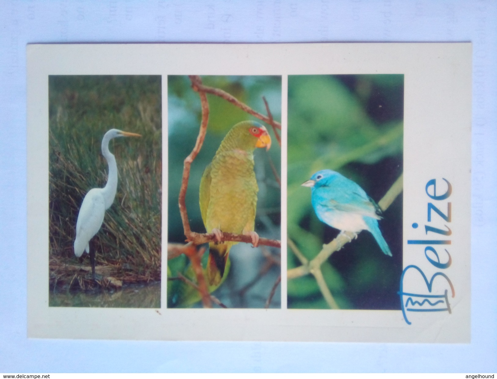 Great Egret - Belize