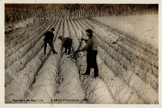 Landwirtschaft Baumschule  I-II Paysans - Tentoonstellingen