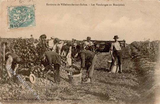 Wein Saone (25660) Frankreich Weinlese I-II Vigne - Tentoonstellingen