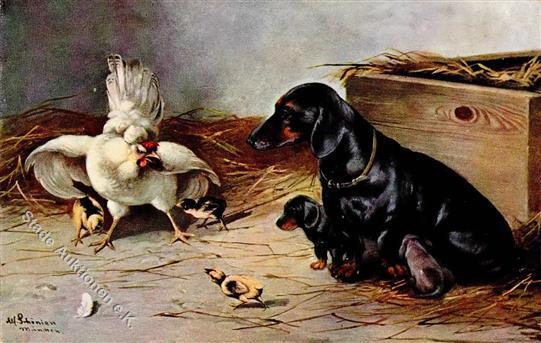 Dackel Schönian, A. Huhn Küken TSN-Verlag 700 I-II - Honden