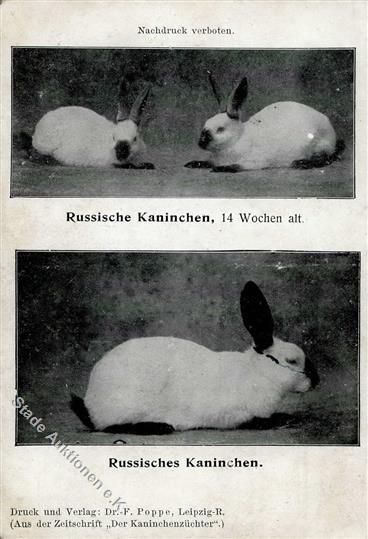 Hase Russische Kaninchen  I-II - Altri & Non Classificati