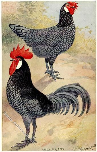 Huhn Andalusians  Künstlerkarte I-II - Andere & Zonder Classificatie