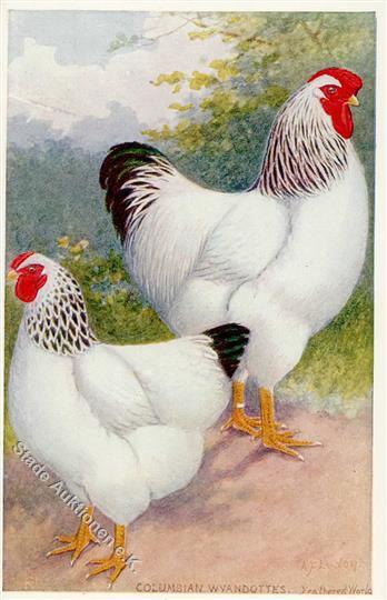 Huhn Columbian Wyandottes Künstlerkarte I-II - Andere & Zonder Classificatie