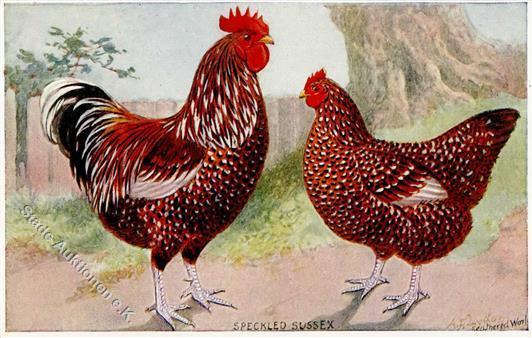 Huhn Speckled Sussex Künstlerkarte I-II - Andere & Zonder Classificatie