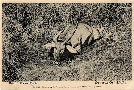 Kolonien Deutsch-Ostafrika Jagd Wasserbock Stpl. Morogoro 29.10.12 I-II Colonies Chasse - Geschiedenis