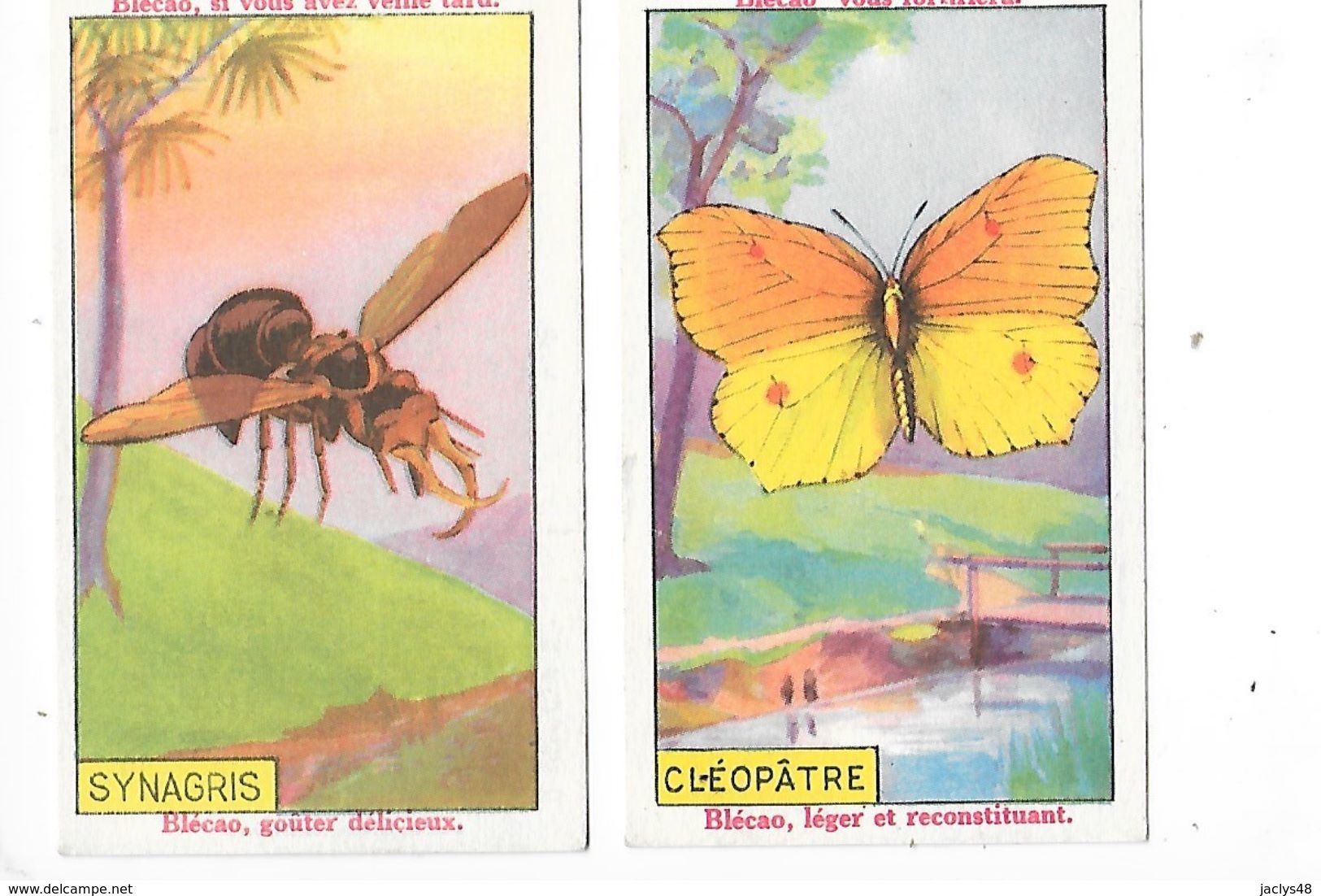 La BLEDINE  , Blécao - CLEOPATRE Lépidoptère, SYNAGRIS Insecte - 2 Chromos -   -  L 1 - Autres & Non Classés