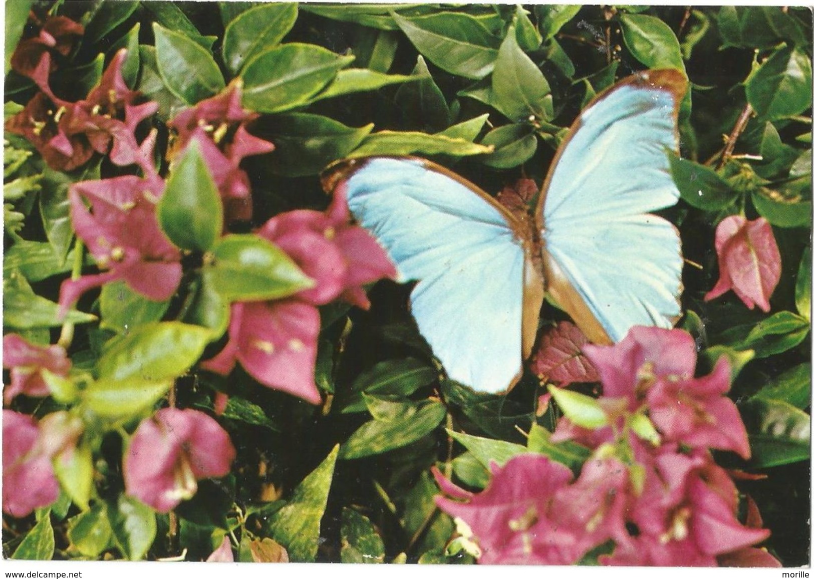 Faune Et Flore De Guyane - Morpho Menelaus Et Bougainvillée - Autres & Non Classés