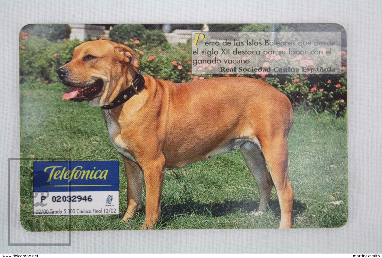 Collectible Animals Topic Phone Card - Spanish Dog Breeds - Ca De Bou/ Presa Mallorquin - Perros