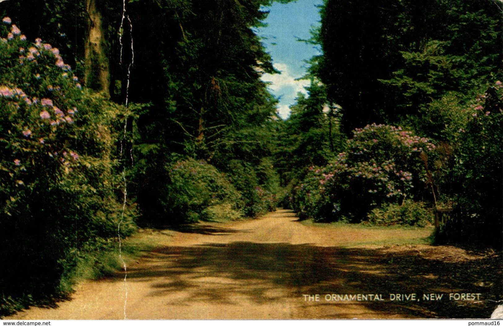 CPM The Ornamental Drive New Forest - Autres & Non Classés