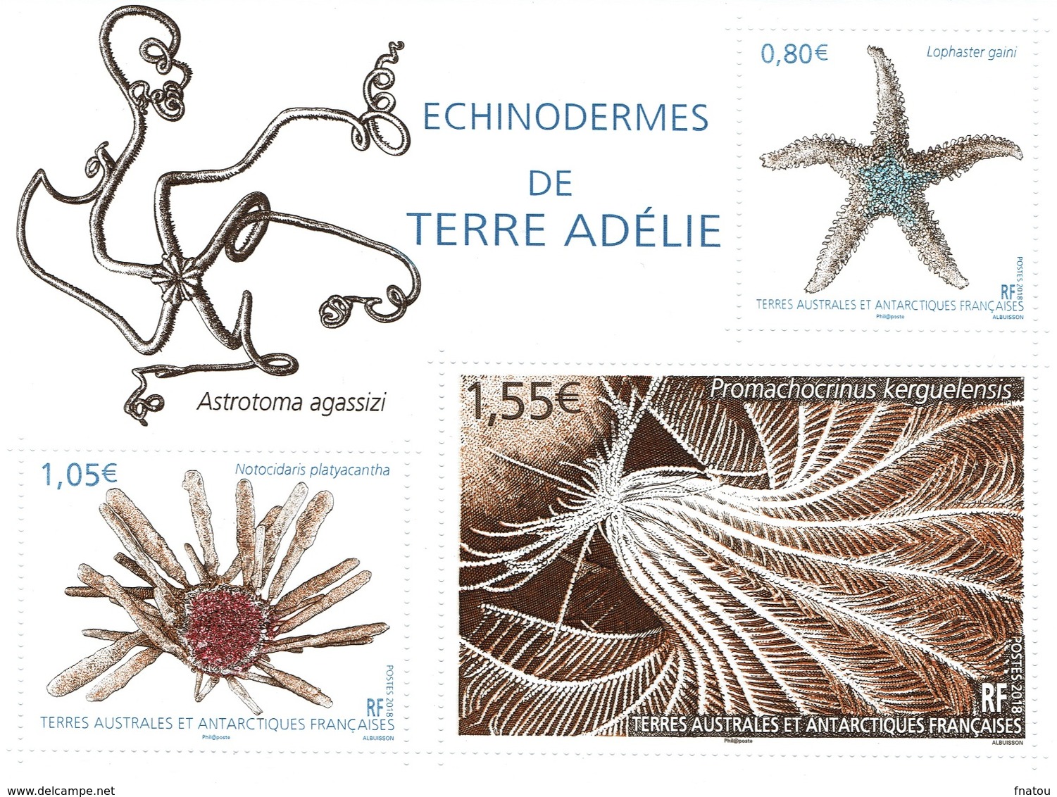 French Antarctic (FSAT), Echinoderms From Adelie Land, 2018, MNH VF - Unused Stamps