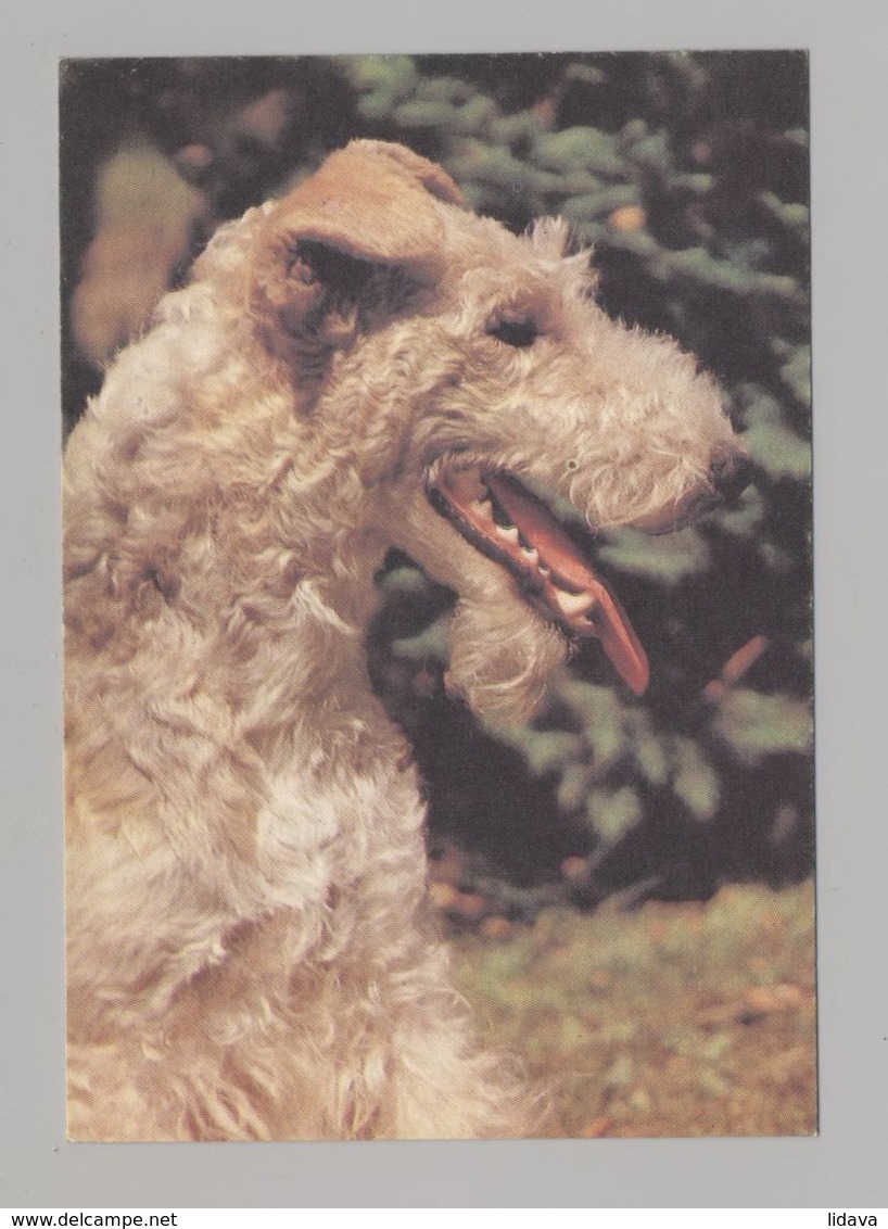 ANIMALS Pocket Calendar Fox Terrier 1995 RUSSIA Dogs Dog PLANETA № 689 - Formato Piccolo : 1991-00