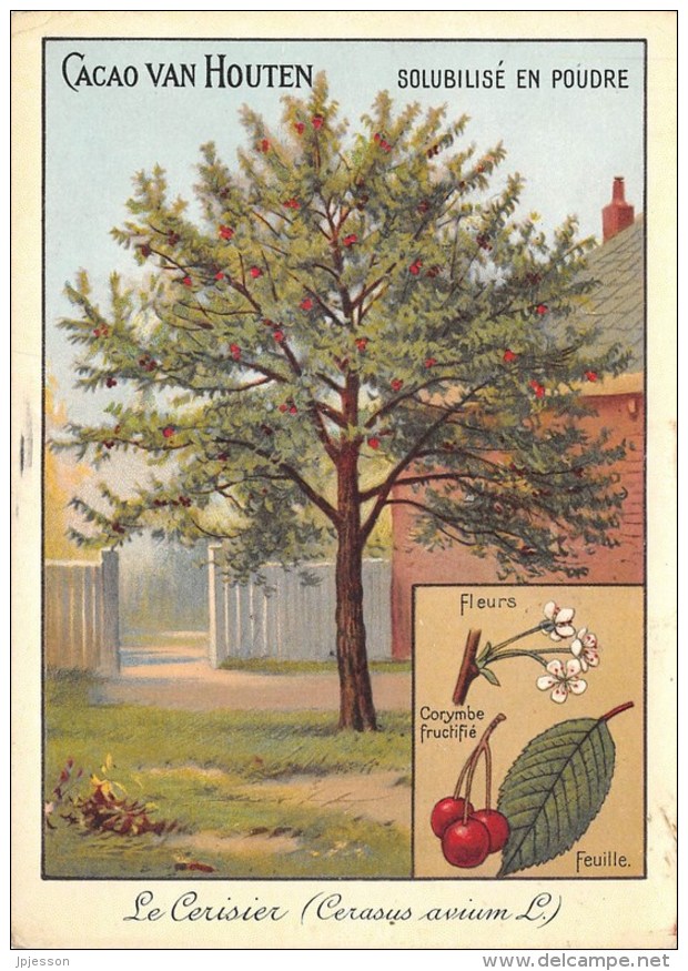 CHROMO VAN HOUTEN   LE CERISIER - ARBRE - Van Houten