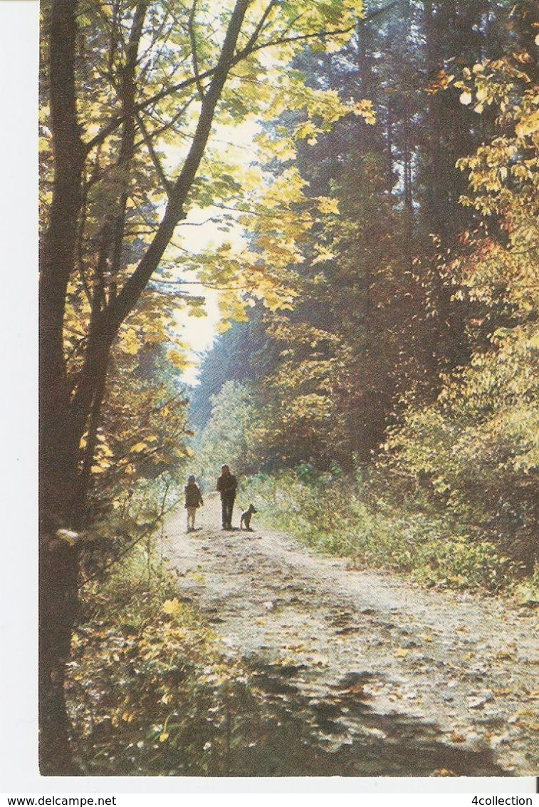 K2. Real Photo Postcard By Gailitis Latvia Liesma Annele Annelle Path Trail In Tervete Forest Nature Park Children Dog - Latvia