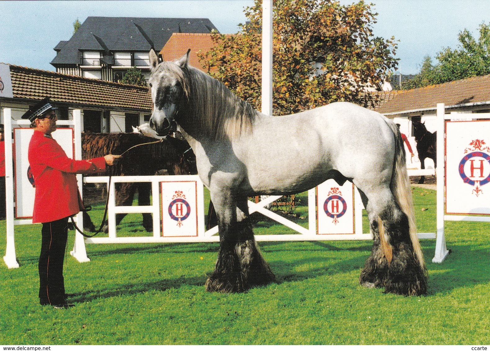 8 CPM - HIPPISME - HARAS - ETALONS - CHEVAUX - ETALON TRAIT - CPM - (Voir Le Descriptif Ci-dessous) - Chevaux