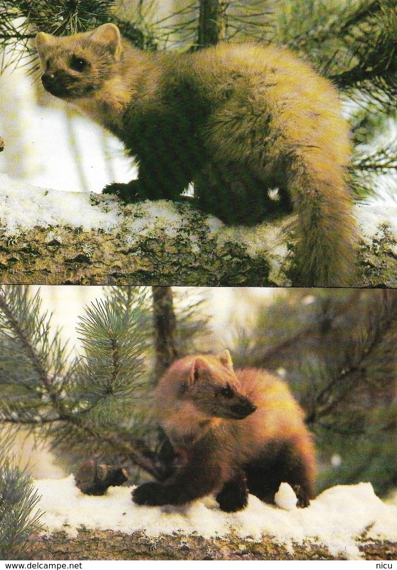 ANIMALS - 2 POSTCARDS -  EUROPEAN PINE MARTEN (Martes Martes) & SABLE (Martes Zibellina) - Otros & Sin Clasificación