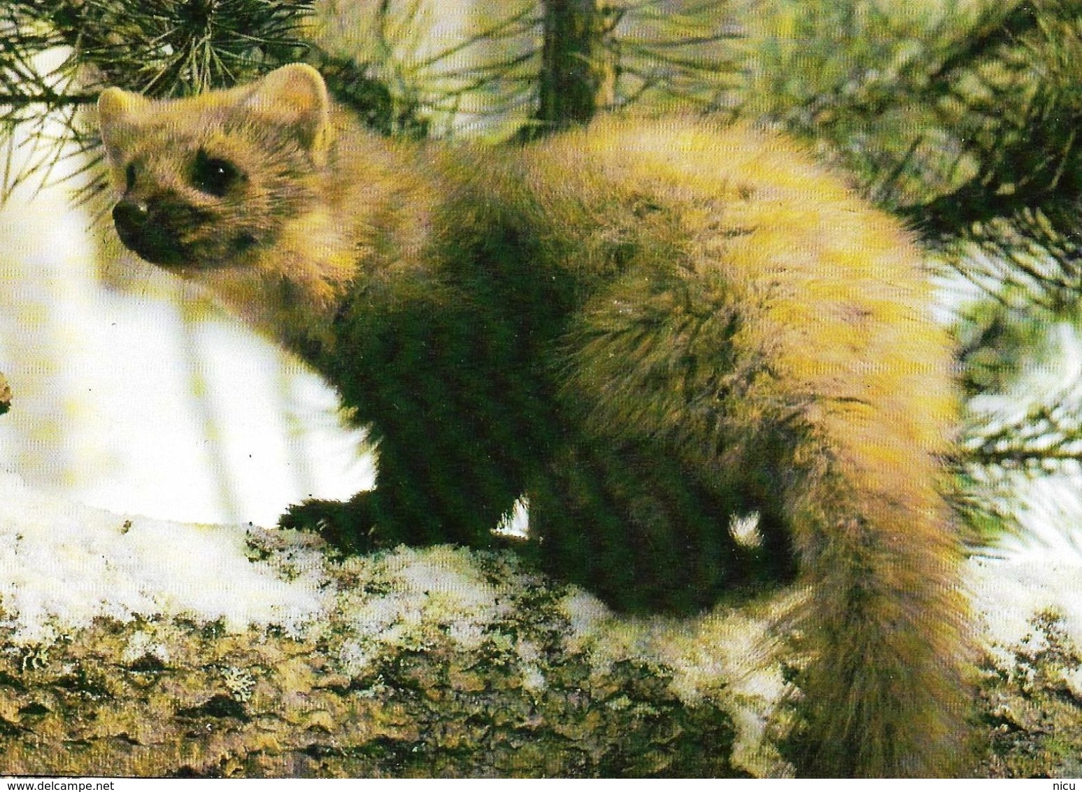 ANIMALS - 2 POSTCARDS -  EUROPEAN PINE MARTEN (Martes Martes) & SABLE (Martes Zibellina) - Otros & Sin Clasificación