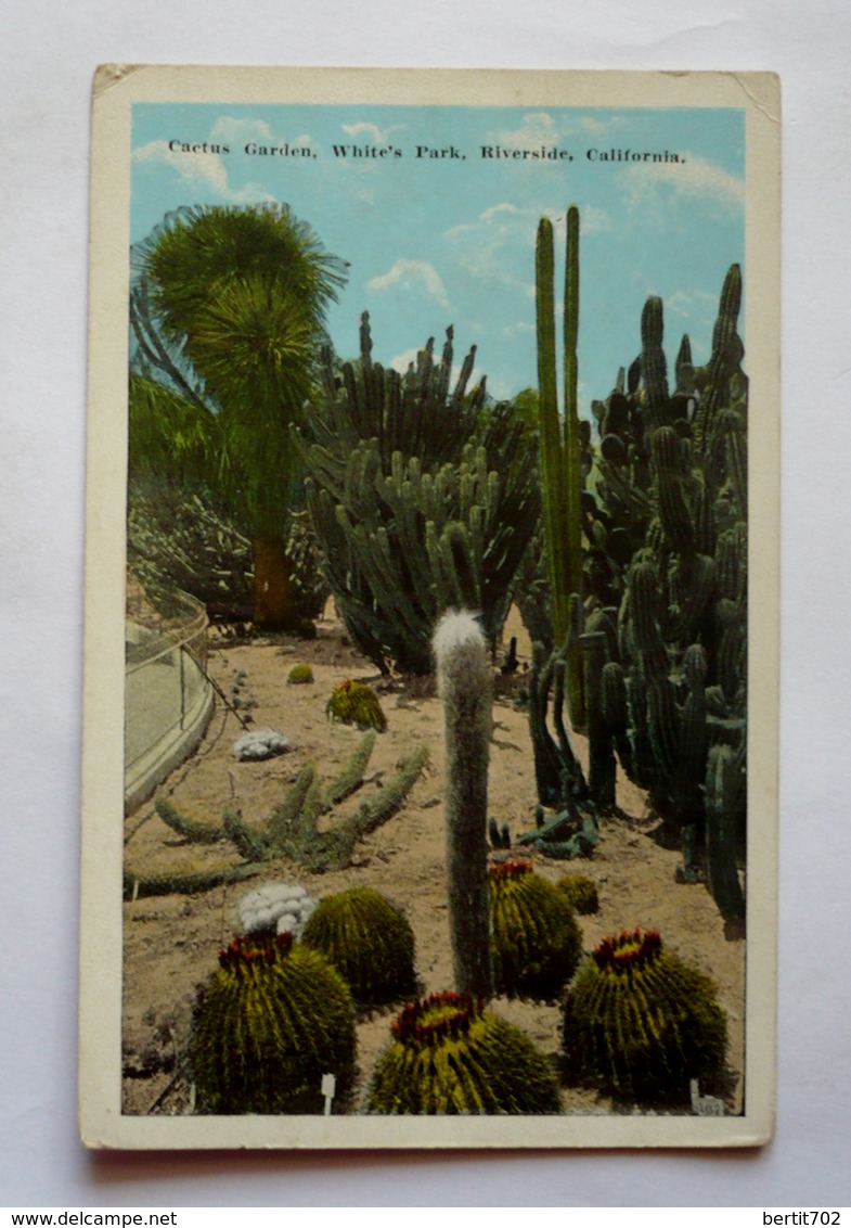CACTUS GARDEN , WHITE'S PARK , RIVERSIDE CALIFORNIA - Cactusses