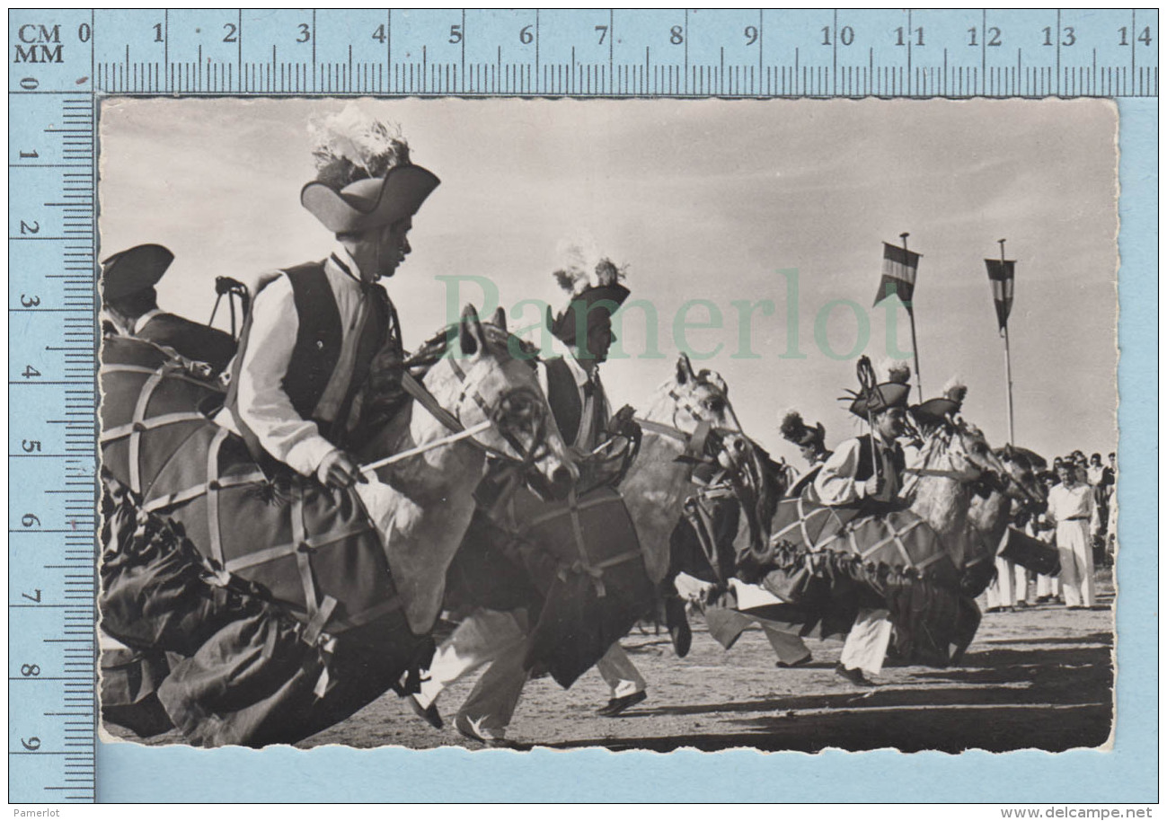 Saint Tropez (83) France - Danse Folclorique Avec Chevaux  " Loi Chivau-Frus" Lors De La Fete Dieu Vrai Photo - Danses