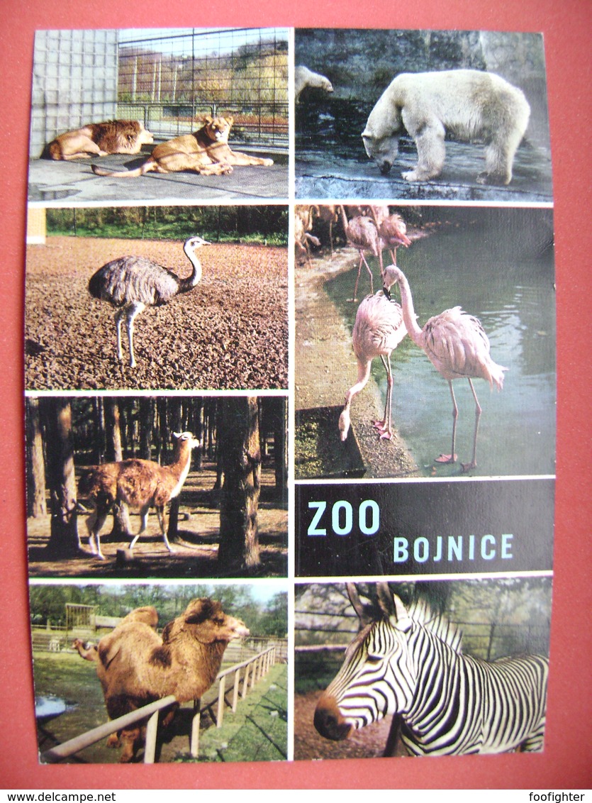 Slovakia ZOO Bojnice - Tiger, Ice Bear, Ostrich, Flamingo, Llama, Camel, Zebra - Ca 1960s Unused - Andere & Zonder Classificatie