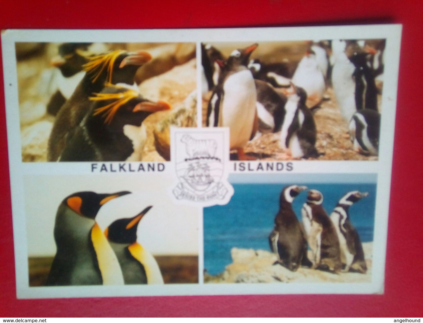 Penguins - Isole Falkland