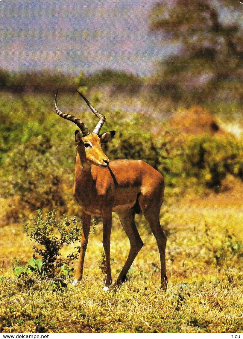 ANIMALS - IMPALA ANTELOPE  (Aepyceros Melampus) - Tiergarten